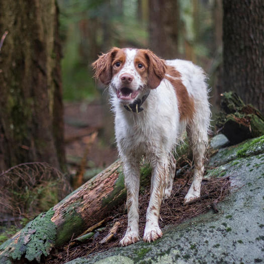 are brittany dogs friendly