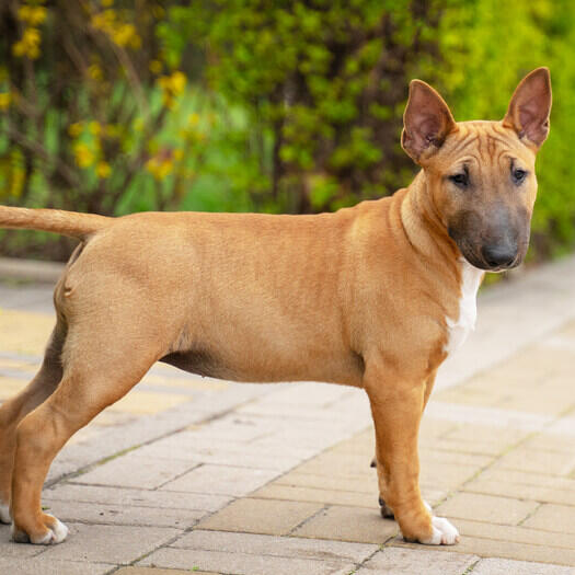 Brown miniature Bull Terrier puppy in the yard