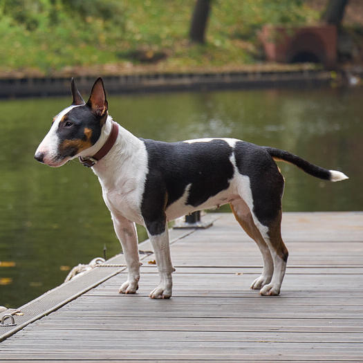 Bull Terrier Miniature standing near the water