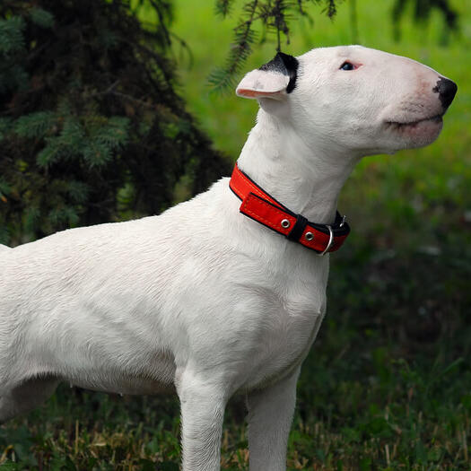 Bull Terrier standing on the grass