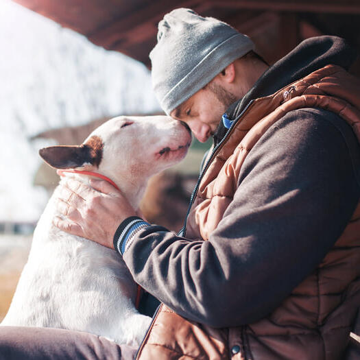 Bull terrier with the owner