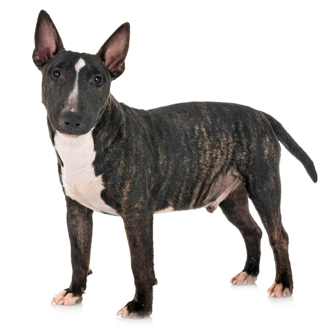 Lyrisch Donker worden stilte Bull Terrier Miniature Dog Breed Information | Purina