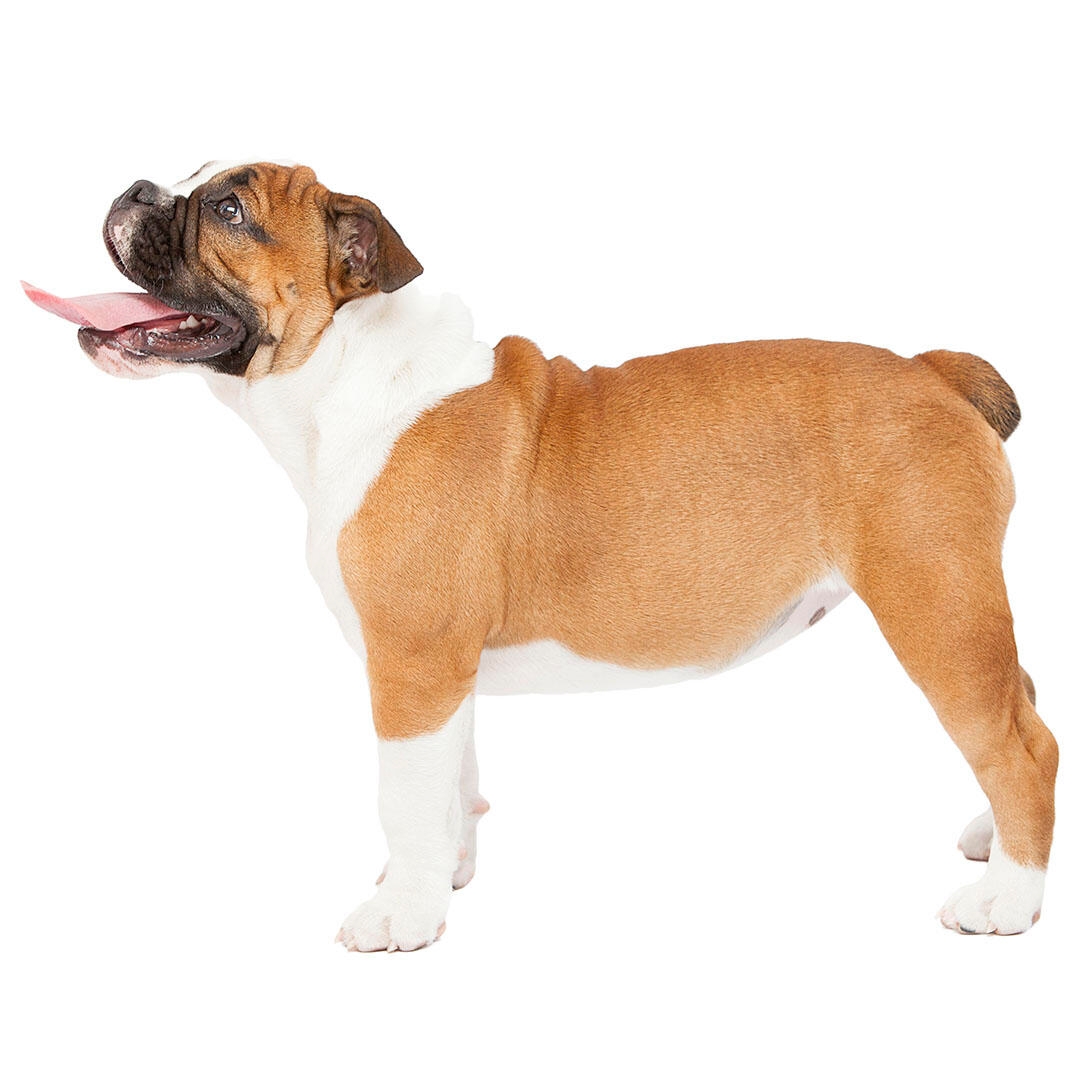 Bulldog, Description, Breeding, & Facts