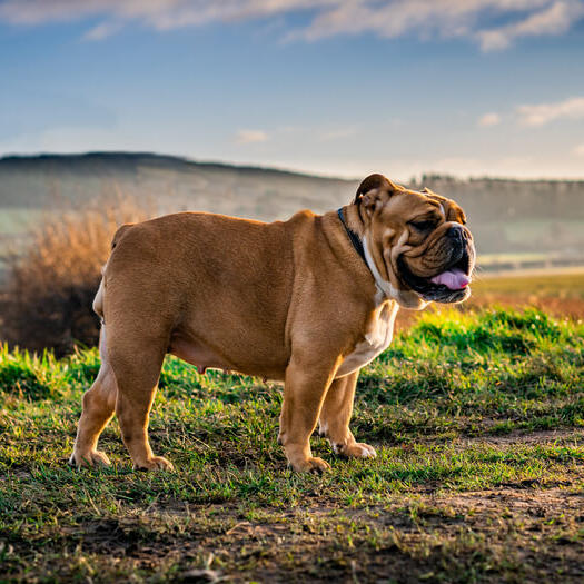 Bulldog standing in the field