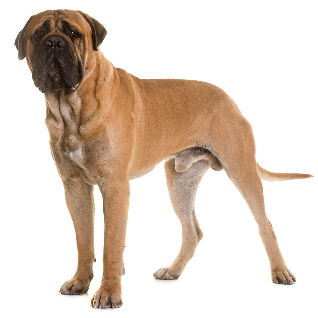 Bullmastiff Dog Breed