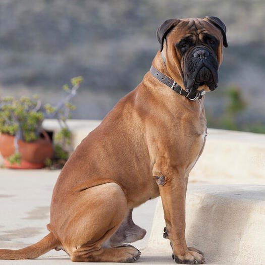 Bullmastiff sitting on the yard