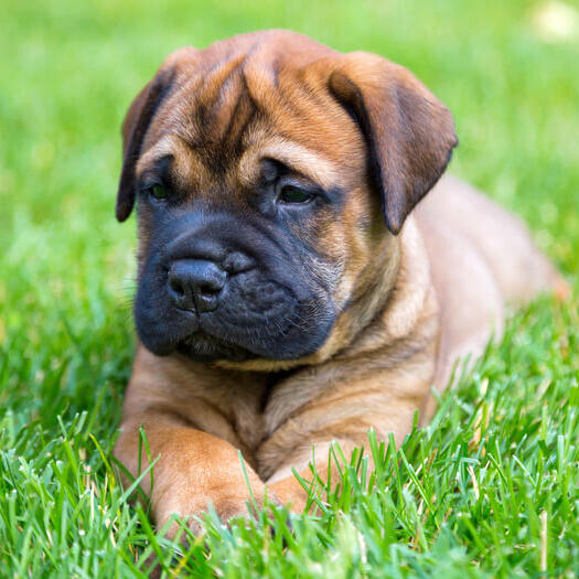 Bullmastiff puppy lying on the grass