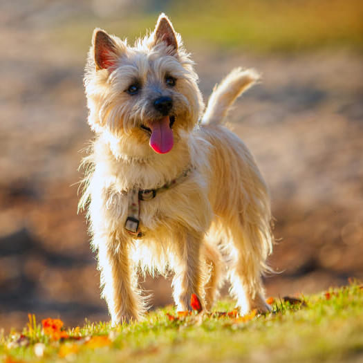 cairn terrier standing on the hill