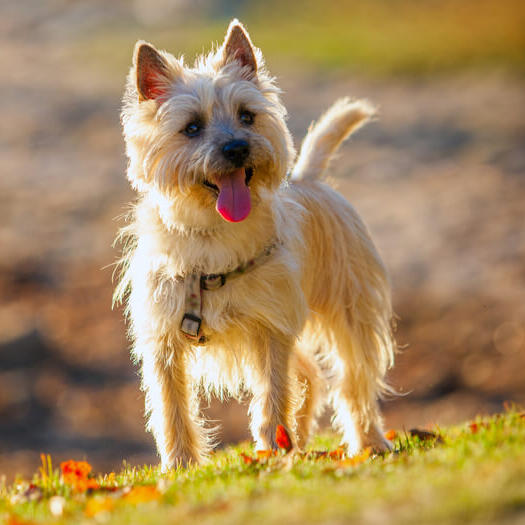 does a cairn terrier need a collar