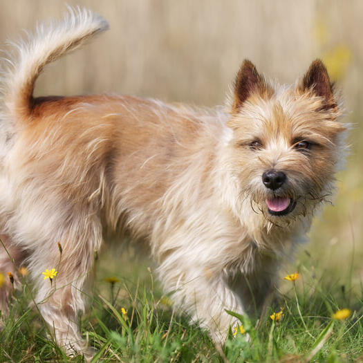 cairn terrier in a field of flowers