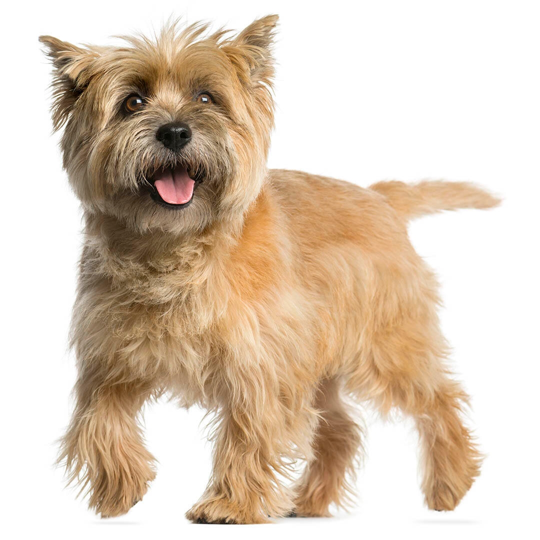 Cairn Terrier Dog Breed