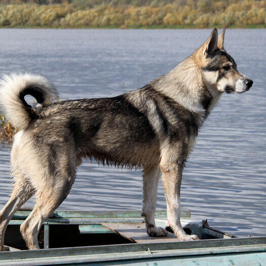 Canadian Eskimo Dog near the water