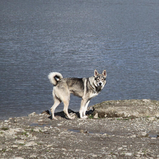 Canadian Eskimo Dog standing on the coast