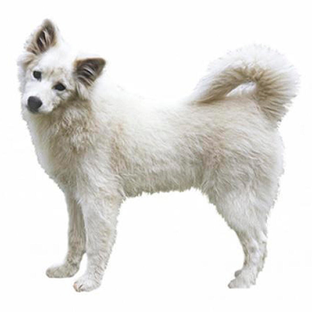 Canadian Eskimo Dog Breed