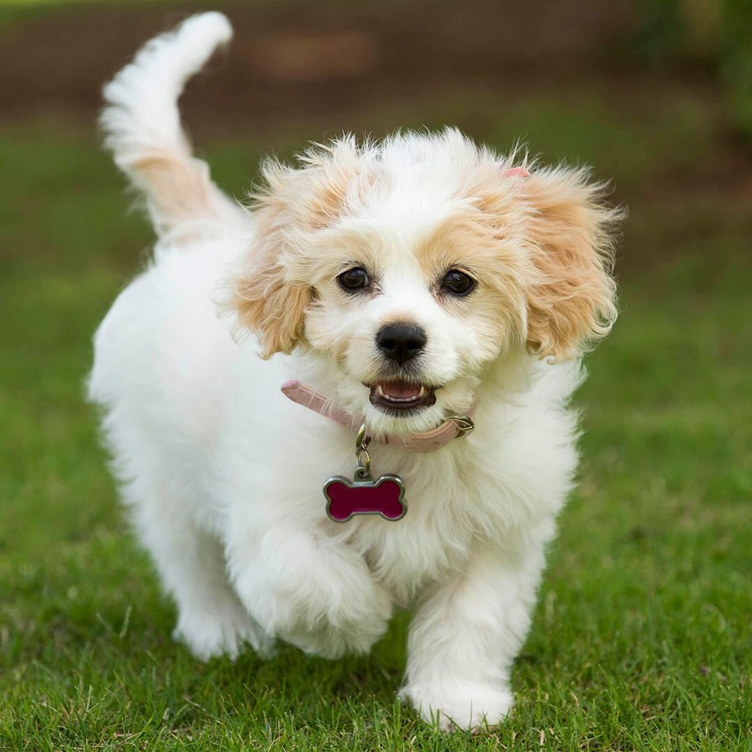 Cavachon Dog Breed