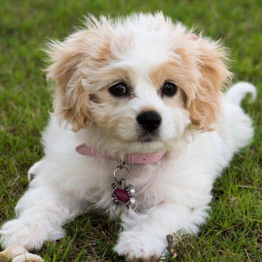 Cavachon dog laying on green grass