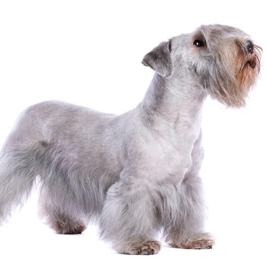 White Cesky Terrier standing