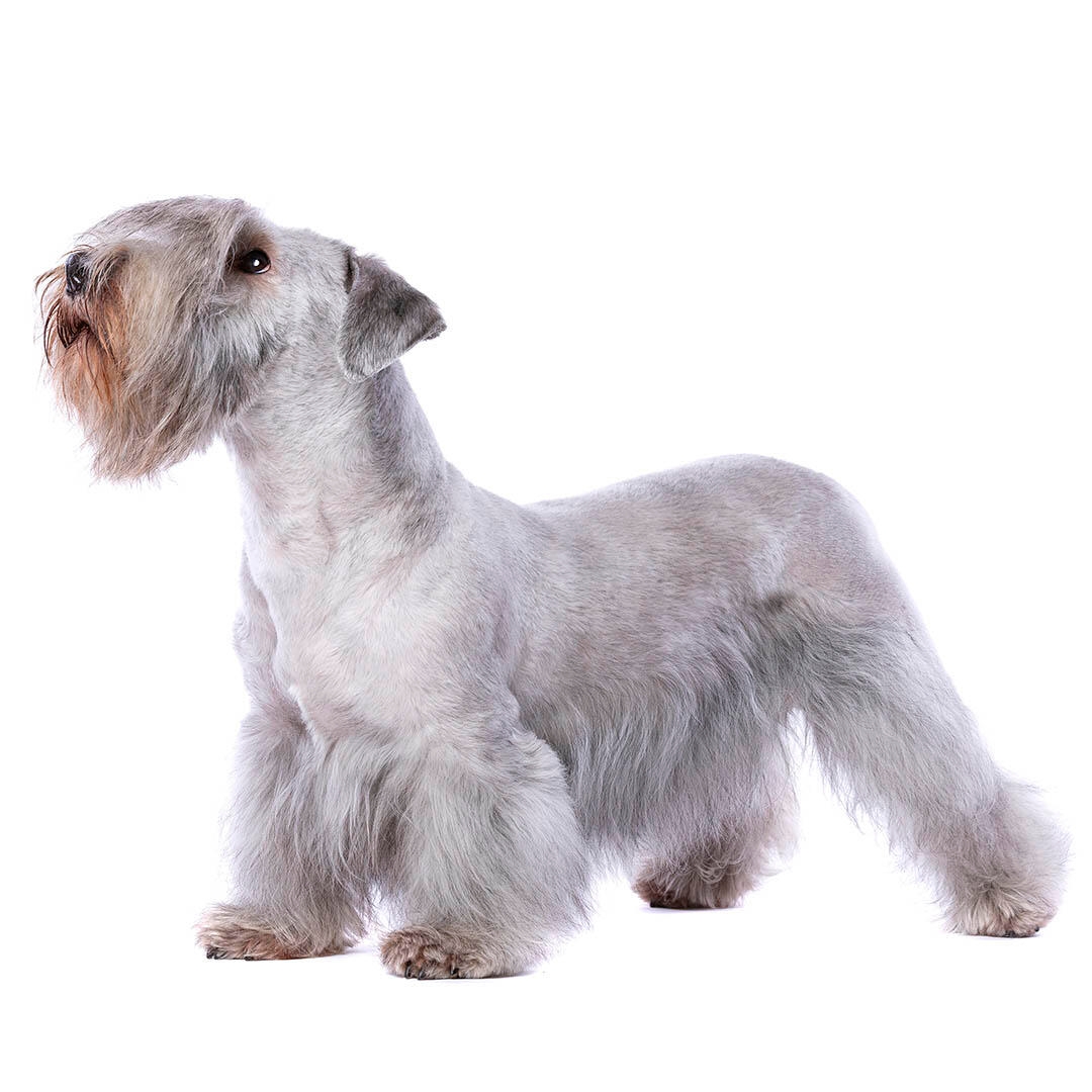 Cesky Terrier Dog Breed
