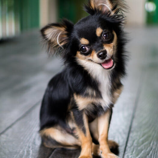 Long Coated Chihuahua sitting