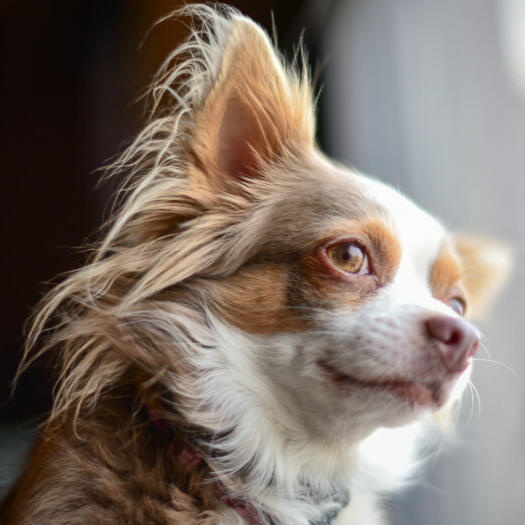 Brown Long Coated Chihuahua watching