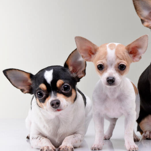 Chihuahua (Smooth Coat) Dog Breed - Facts & Traits | Purina
