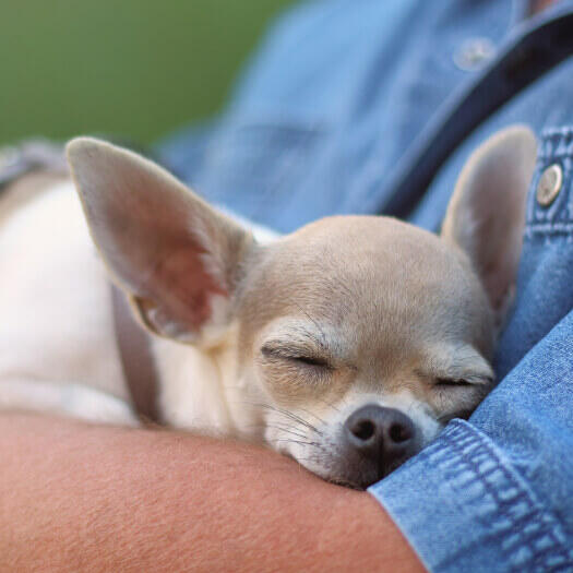 Chihuahua sleeping on man's hands.