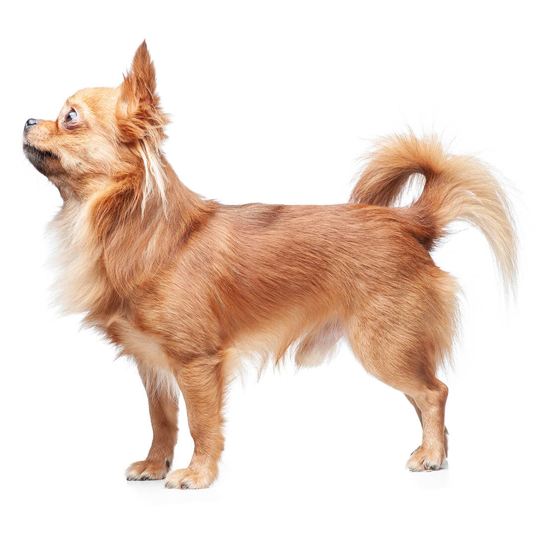 Chihuahua (Long Coat) Dog Breed