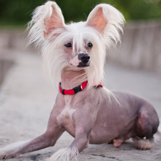 Chinese crested dog sitting outdoor