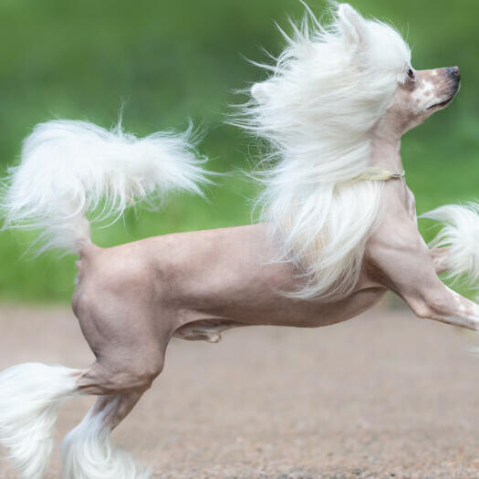 Chinese crested dog running outdoor