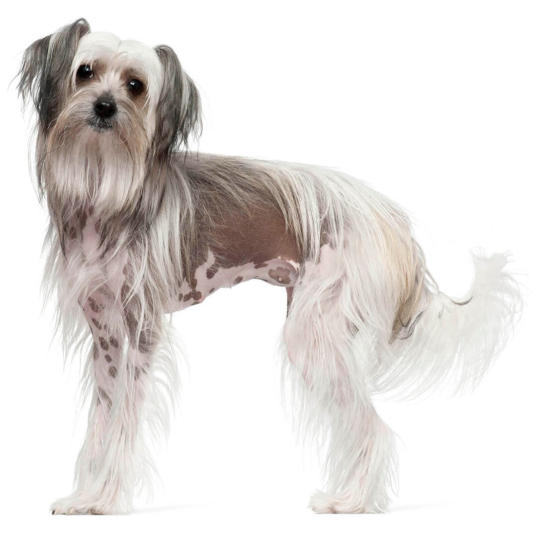 Chinese Crested Dog Breed