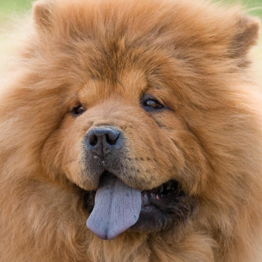 Cream coloured Chow Chow dog