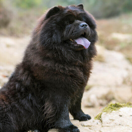 Black Chow Chow dog sitting