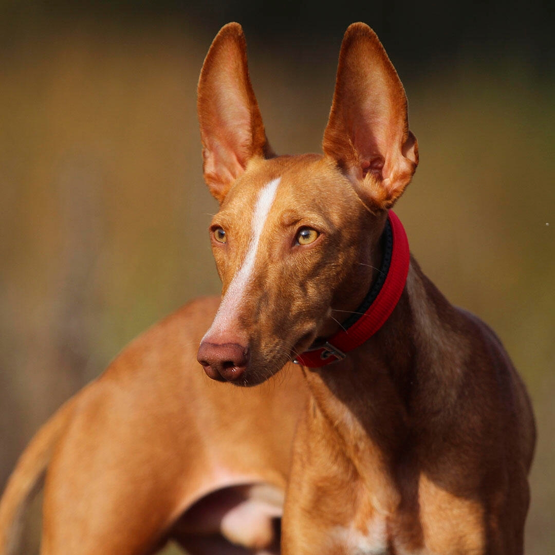 Cirneco Dell’Etna Dog Breed