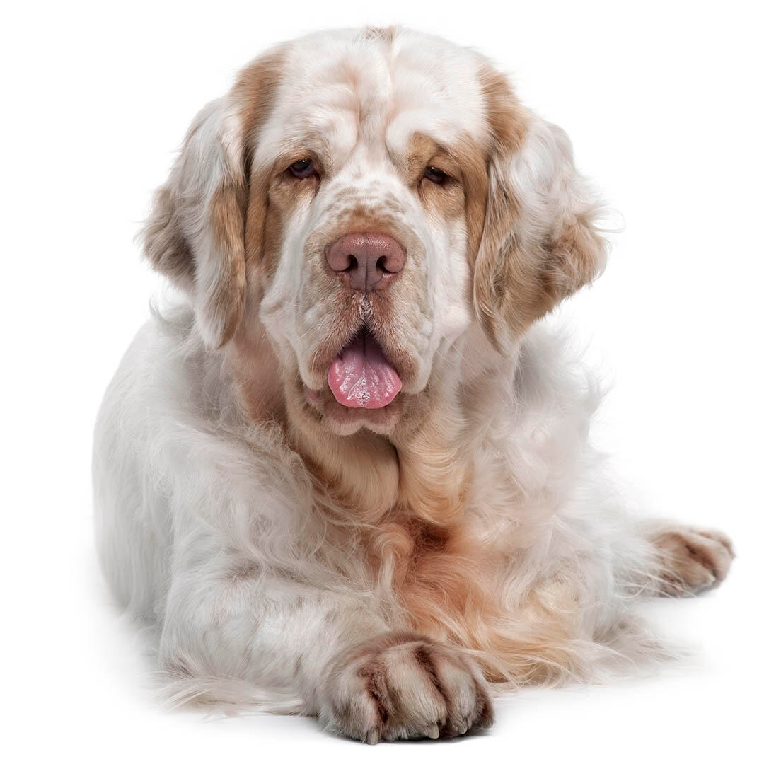 Clumber Spaniel Dog Breed