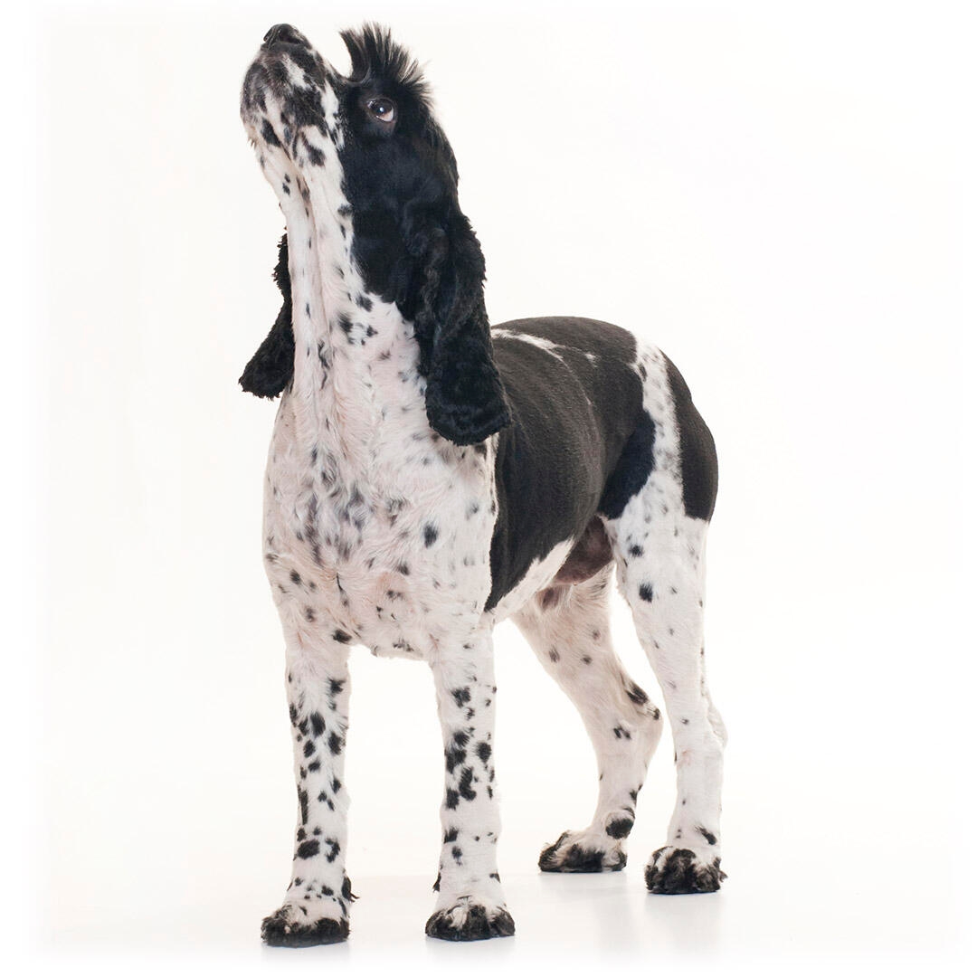 Cockalier Dog Breed