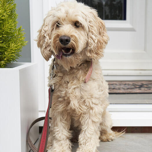 Cockapoo outside of house