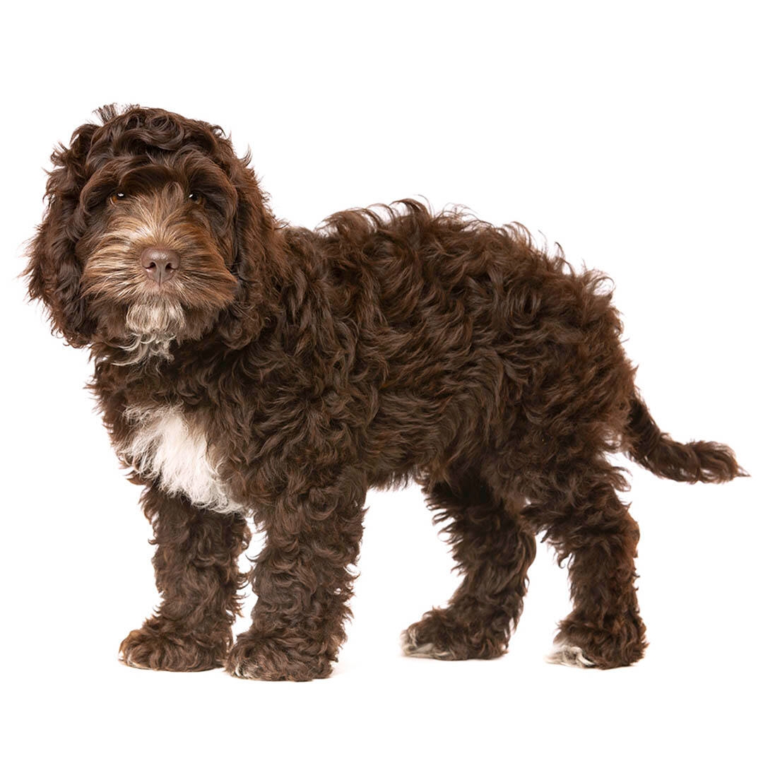 Cockapoo Dog Breed