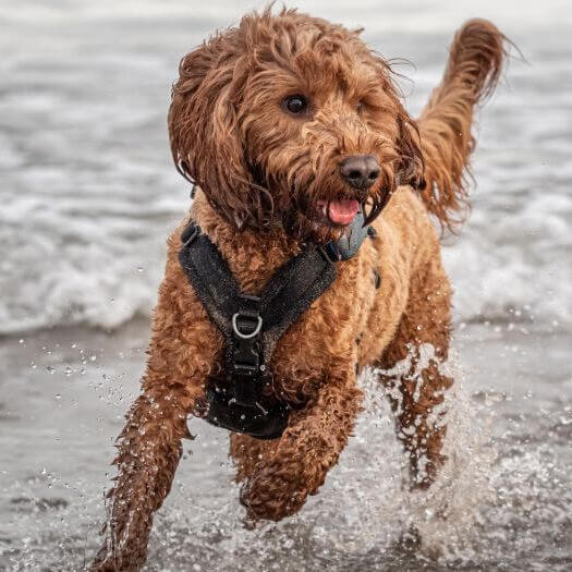 Cockapoo dog running near the sea
