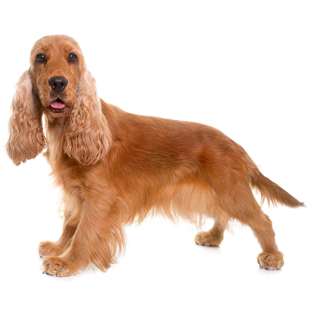 Cocker Spaniel (English) Dog Breed