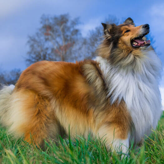 Dog looking at sky