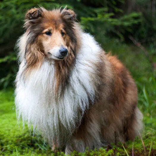 Collie standing in the forest