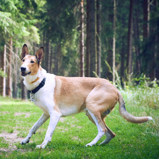 Smooth haired collie in the forest