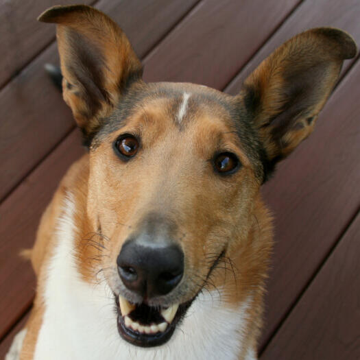 Collie with smooth hair lying