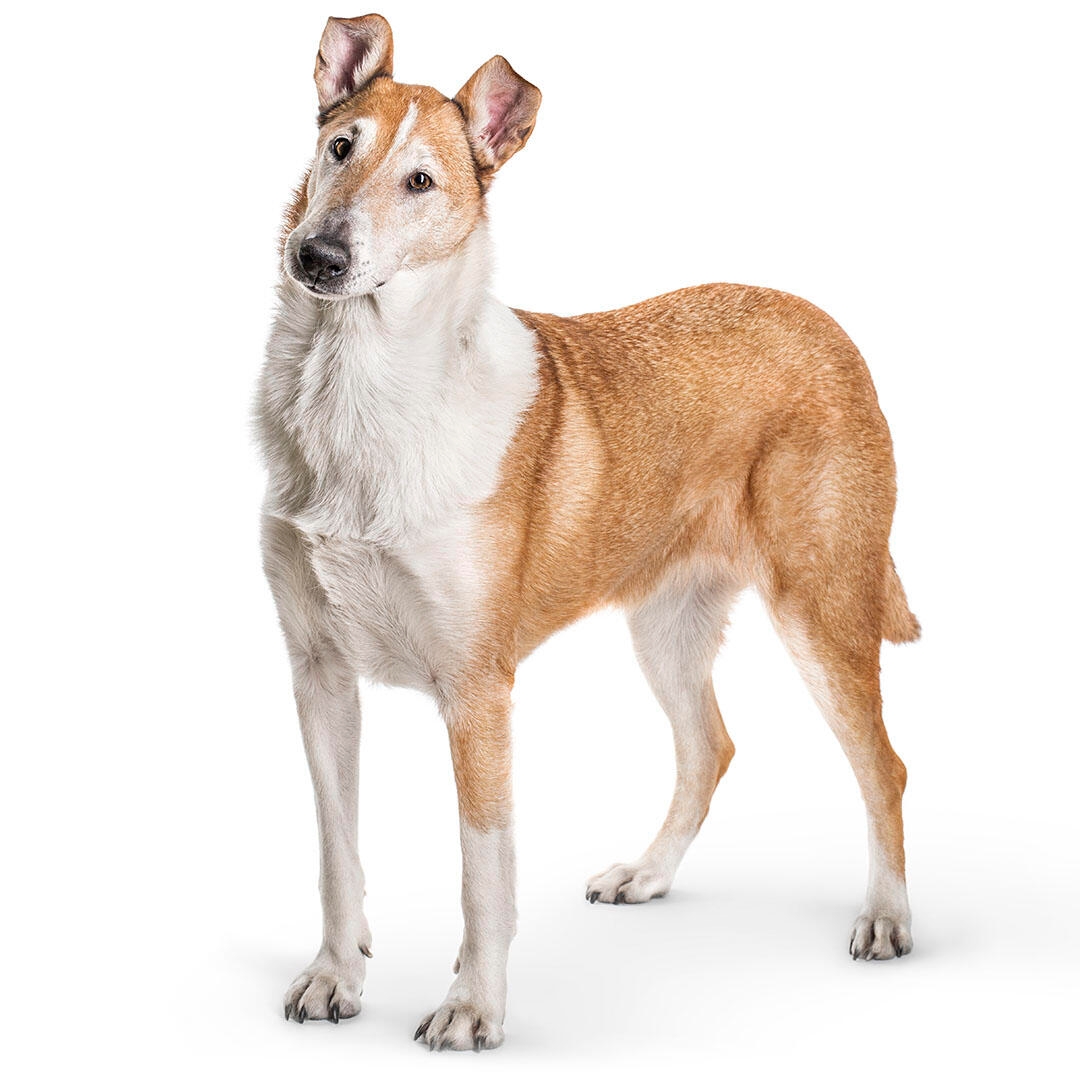 Collie (Smooth) Dog Breed Information