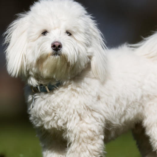 white fluffy dog standing outdoors