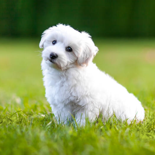 white fluffy dog sitting on the grass