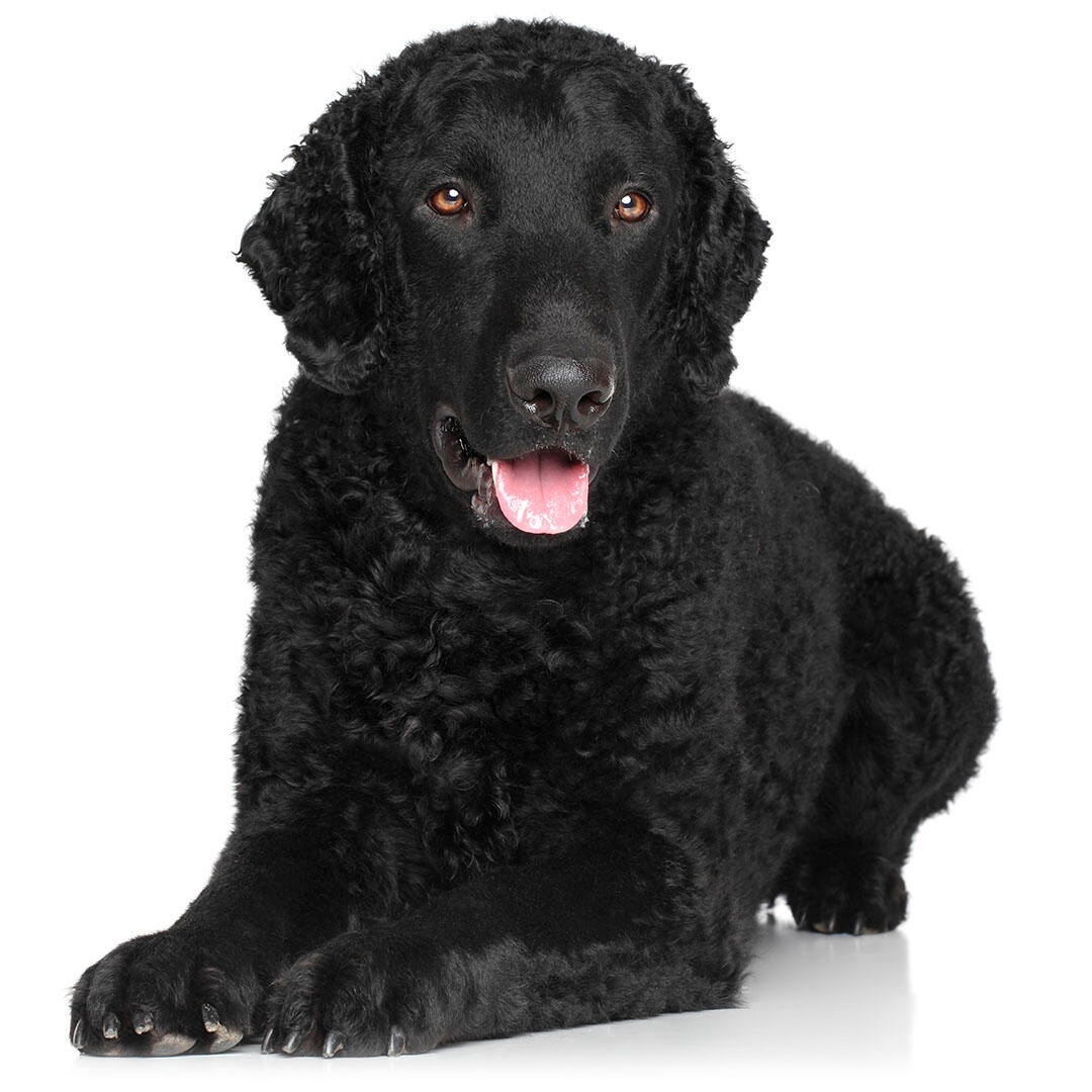 are curly coated retriever good with kids