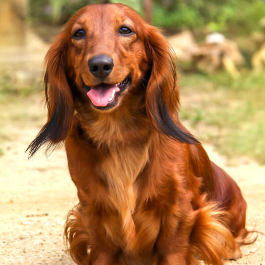 Dachshund (Long Haired) Dog Breed Information | Purina