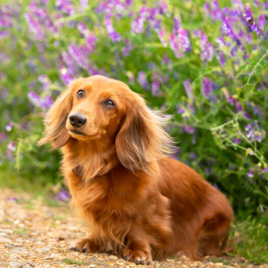 Brown Miniature Long-Haired Dachshund sitting