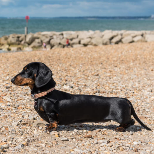 Dachshund (Miniature Smooth-Haired) Dog Breed